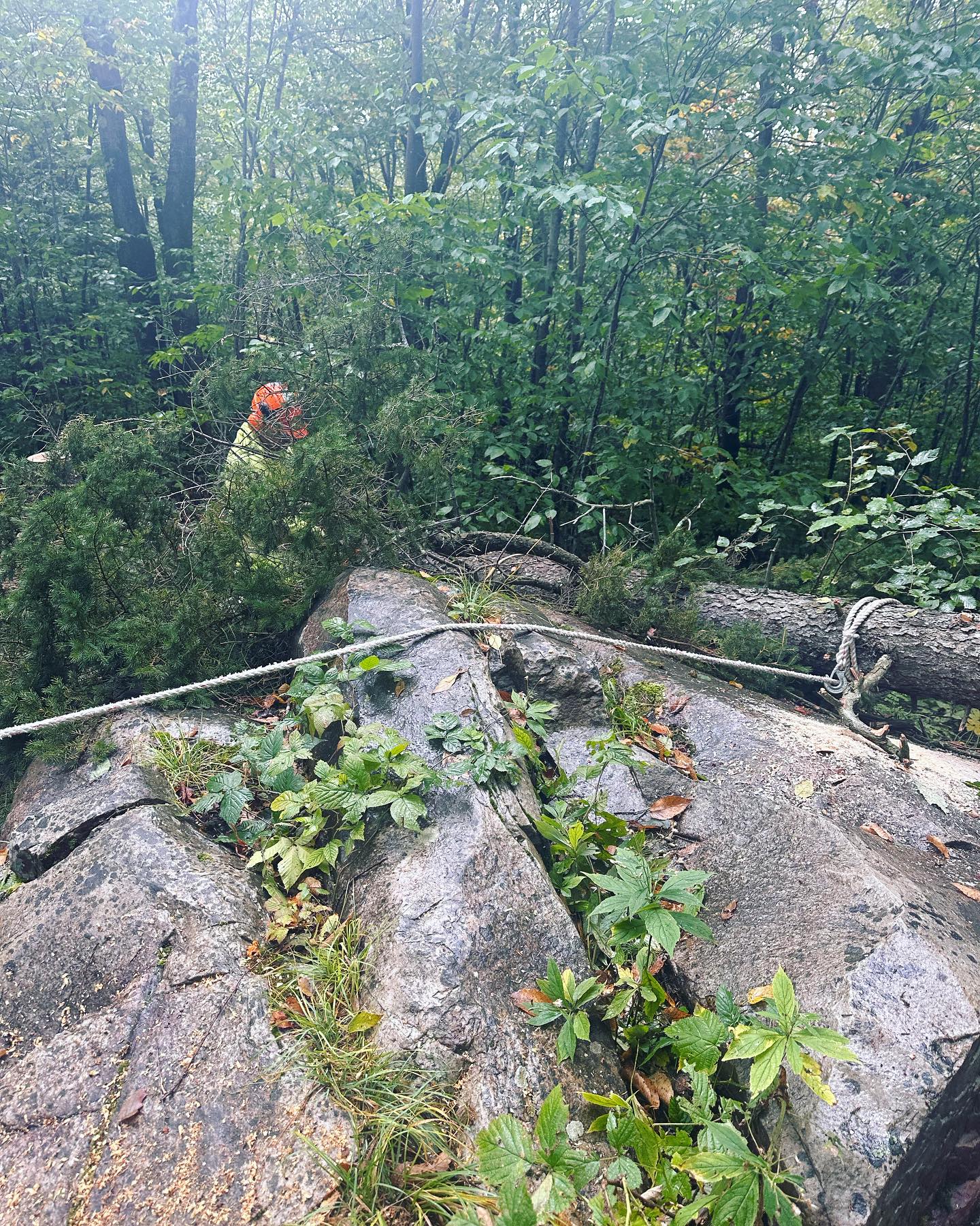 GMC-2023-sill-log-harvesting.jpg